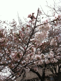 sakura.jpg